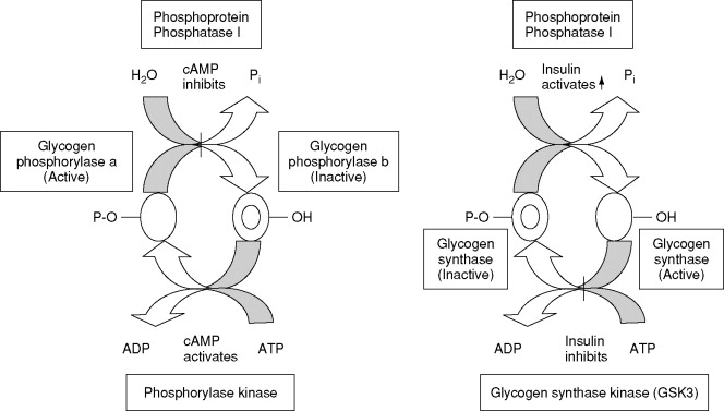 glycogen synthase