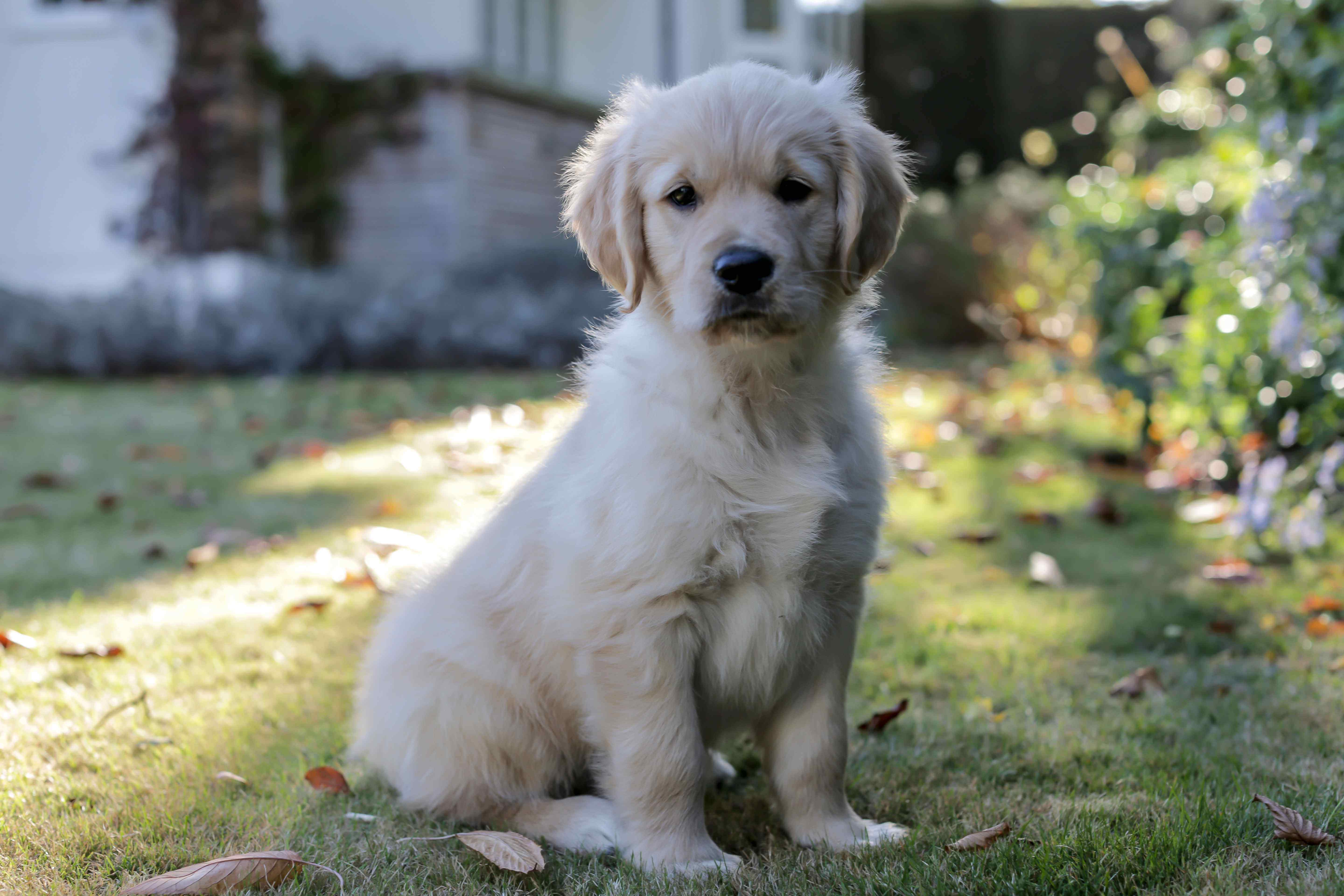 golden retriever breeders uk