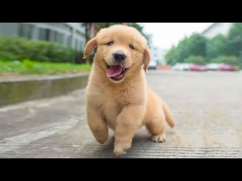 golden retriever videos