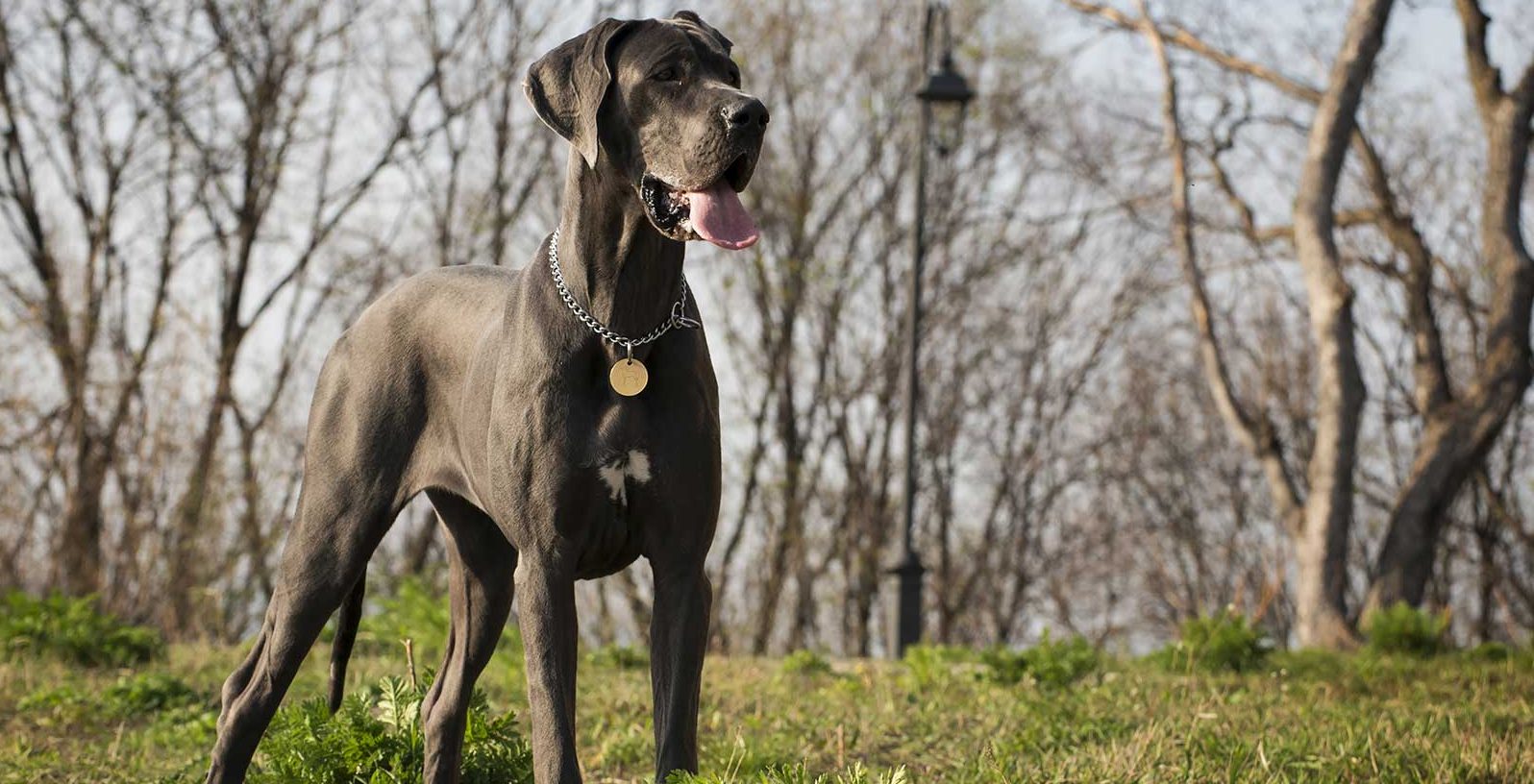 great dane puppies for sale near me