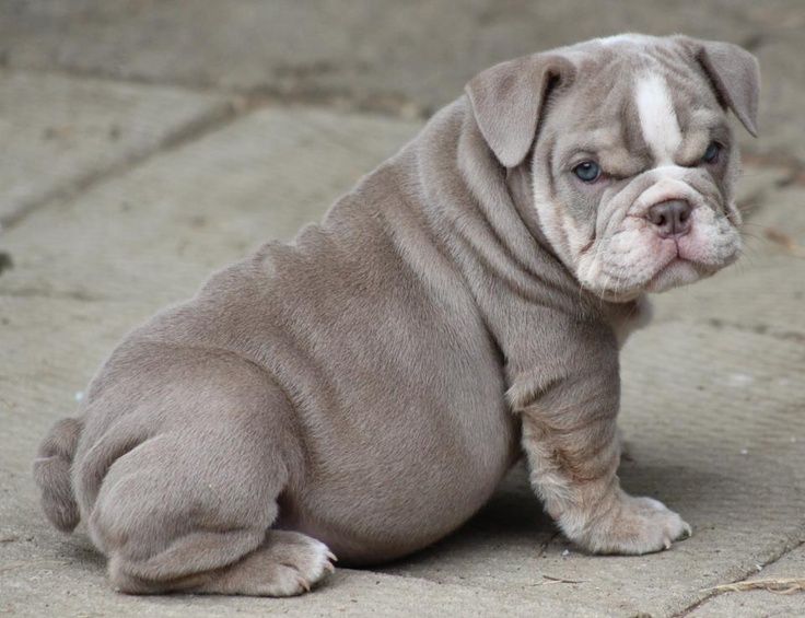 grey british bulldog