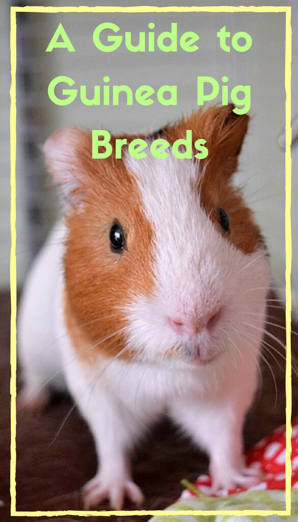 guinea pig breeds uk