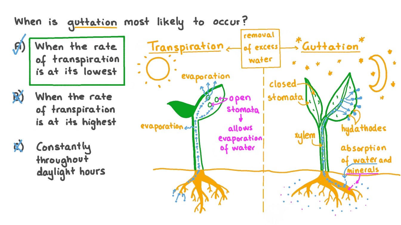 guttation diagram