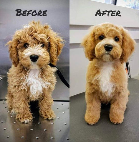 haircut styles for cockapoos