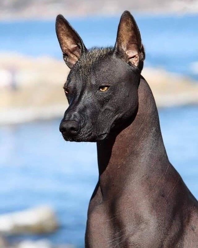 hairless xolo