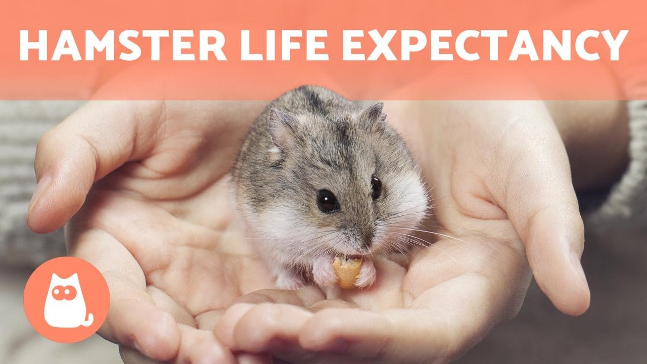 hamster life expectancy