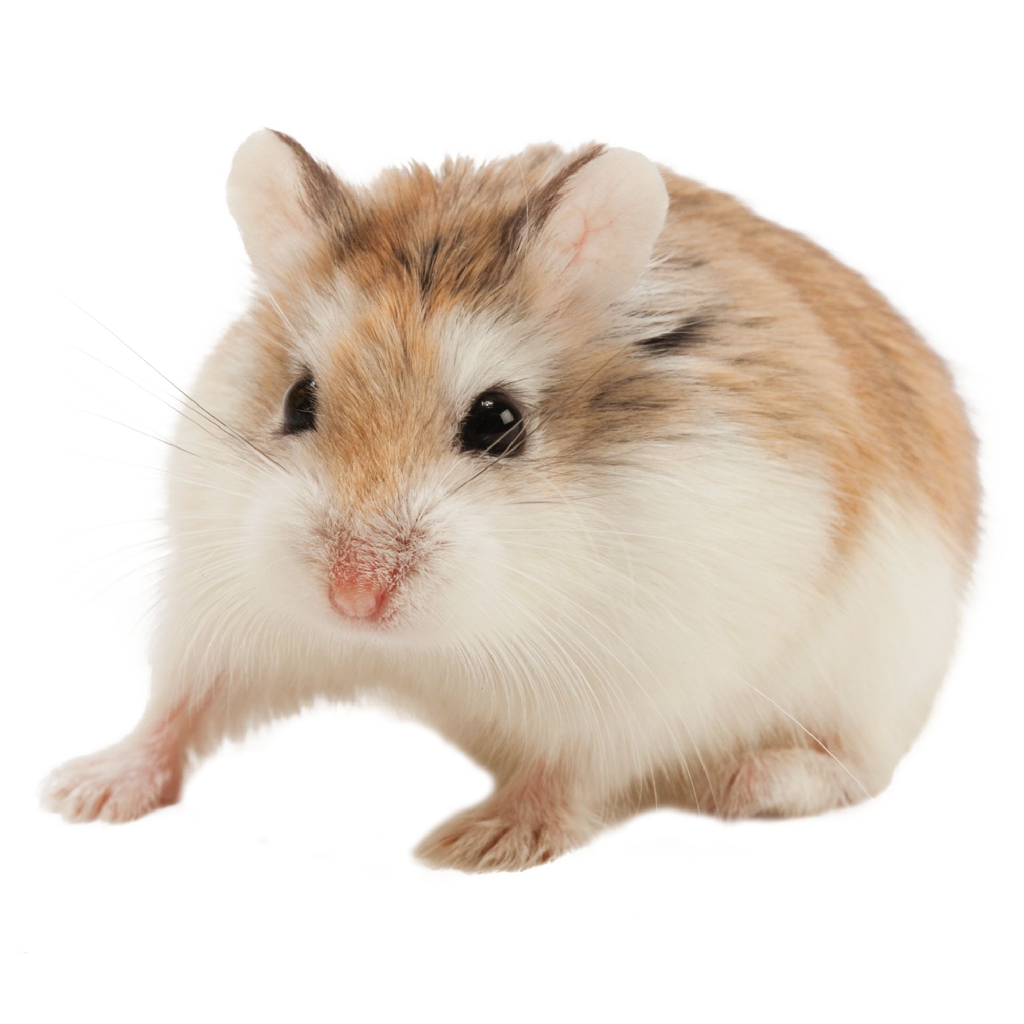 hamster petsmart