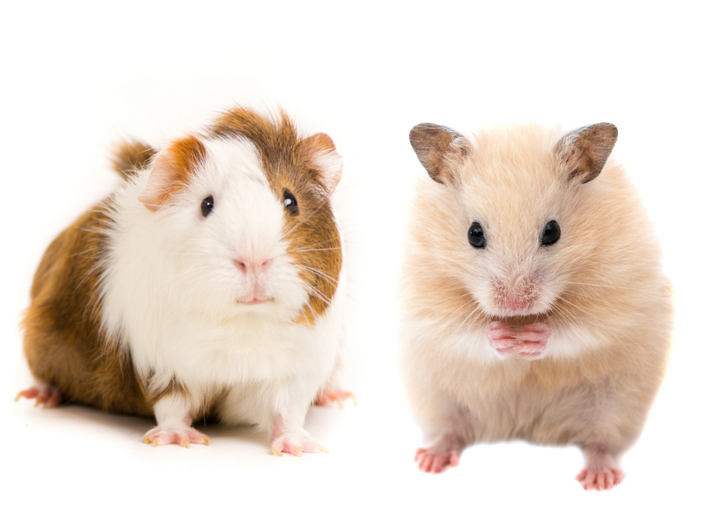 hamsters versus guinea pigs