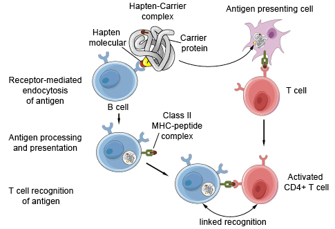 hapten