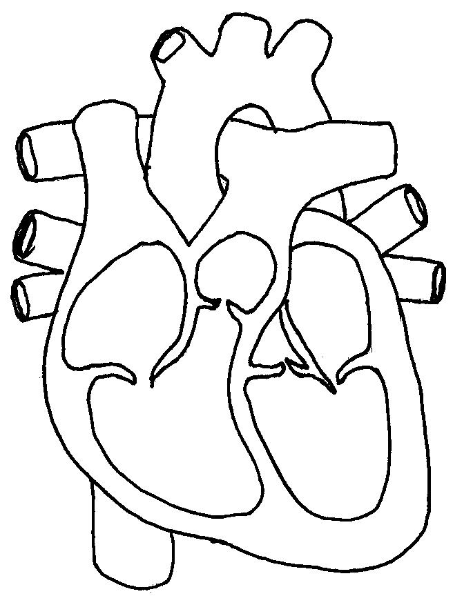 heart diagram unlabeled