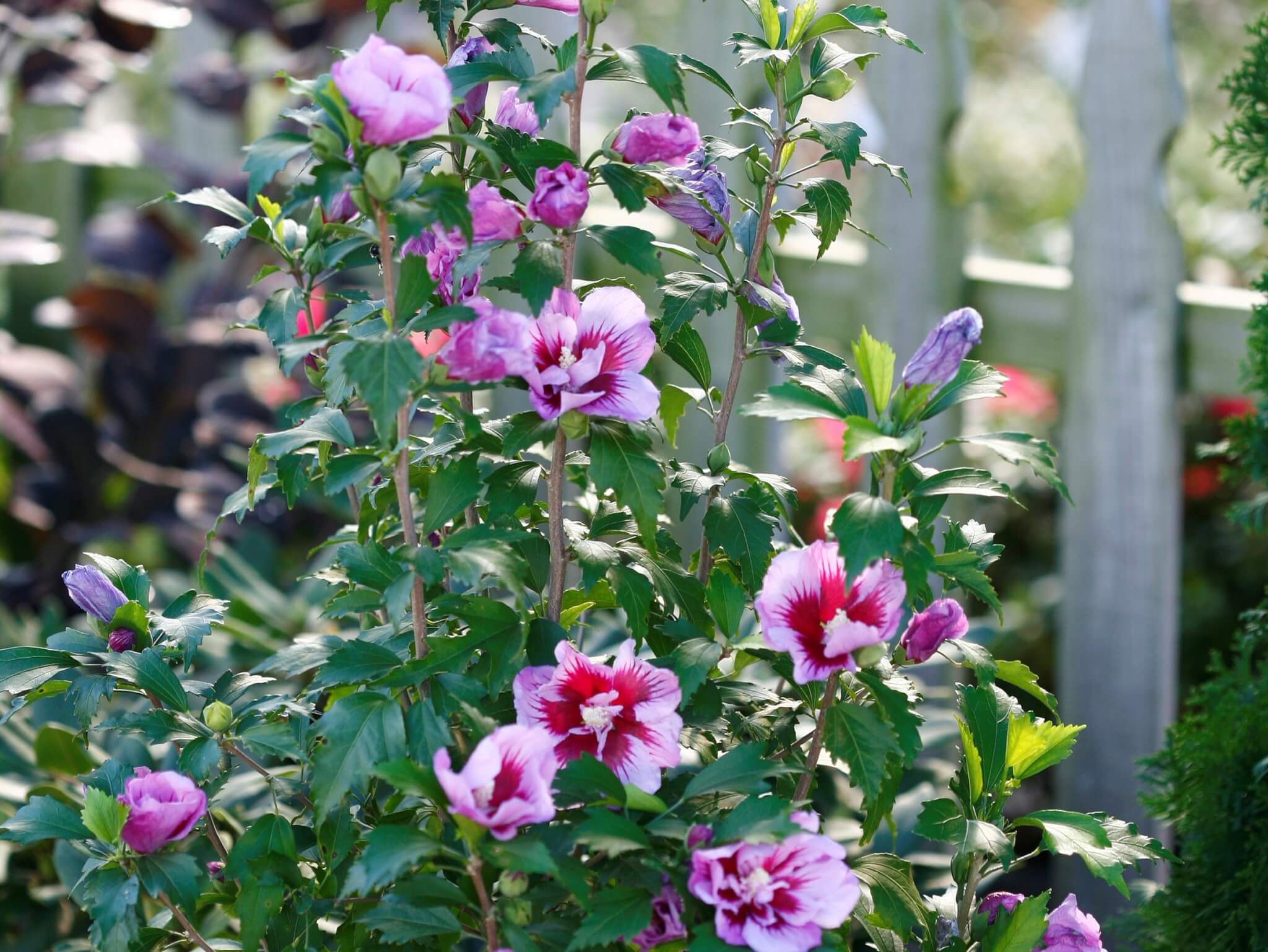 hibiscus purple pillar