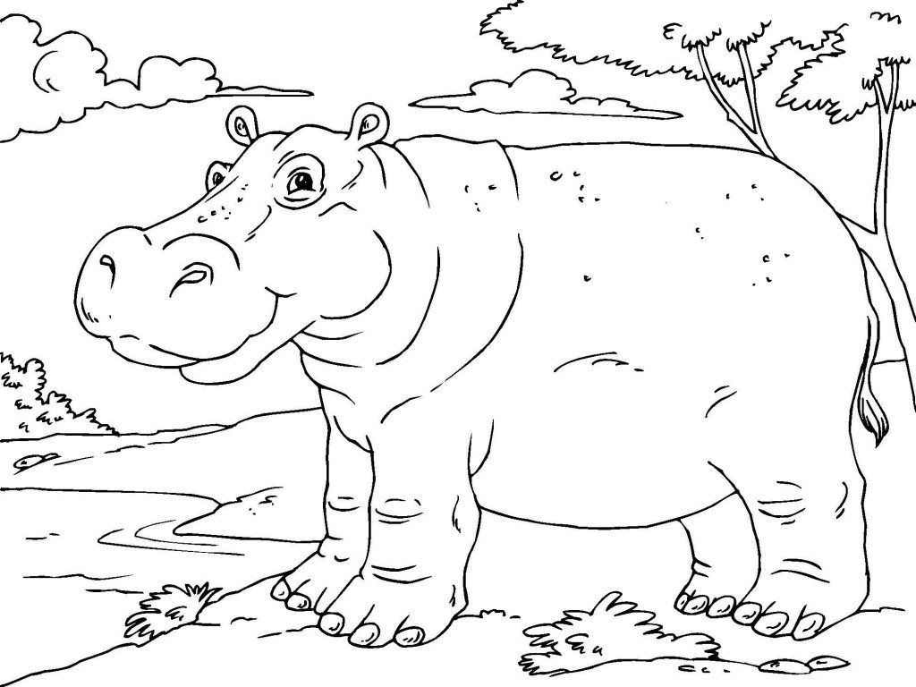 hippo coloring pages