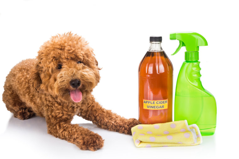 homemade remedy for dog fleas