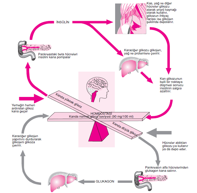 homeostasis örnekleri