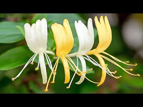 honeysuckle ne demek