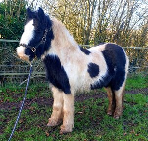 horses for sale stoke on trent