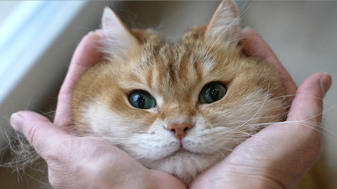 hosico