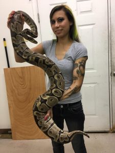 how much do ball pythons weigh