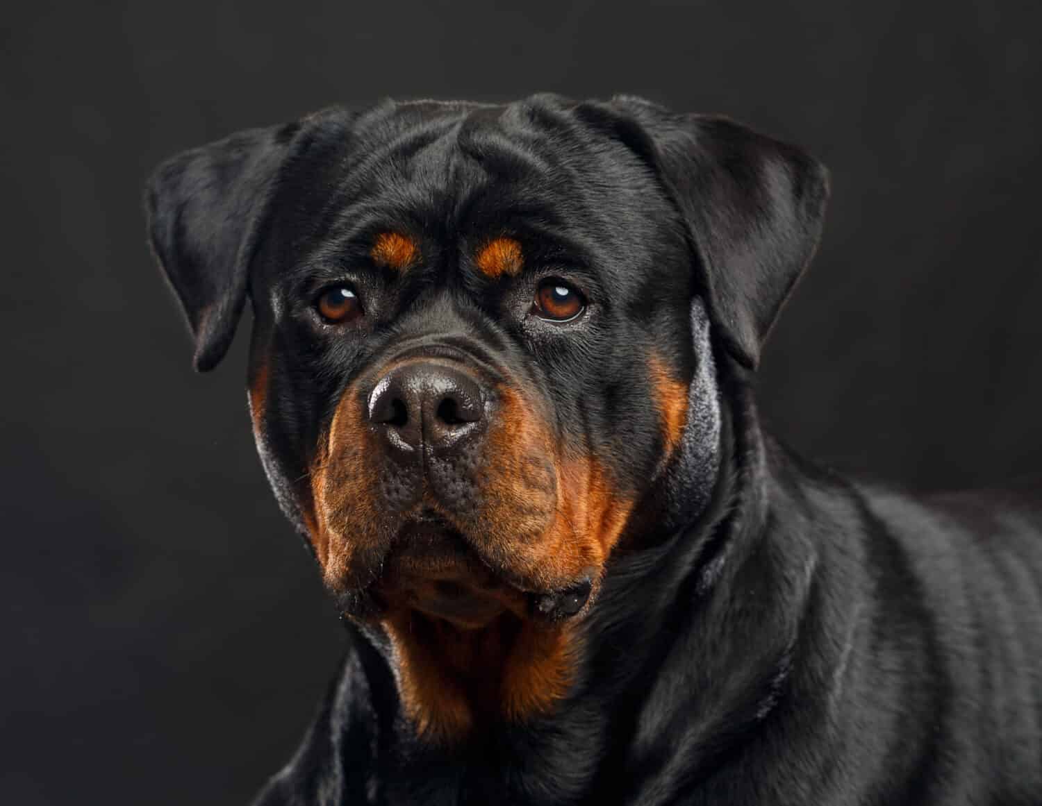 how much is rottweiler dog