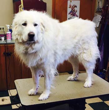 how to groom a great pyrenees