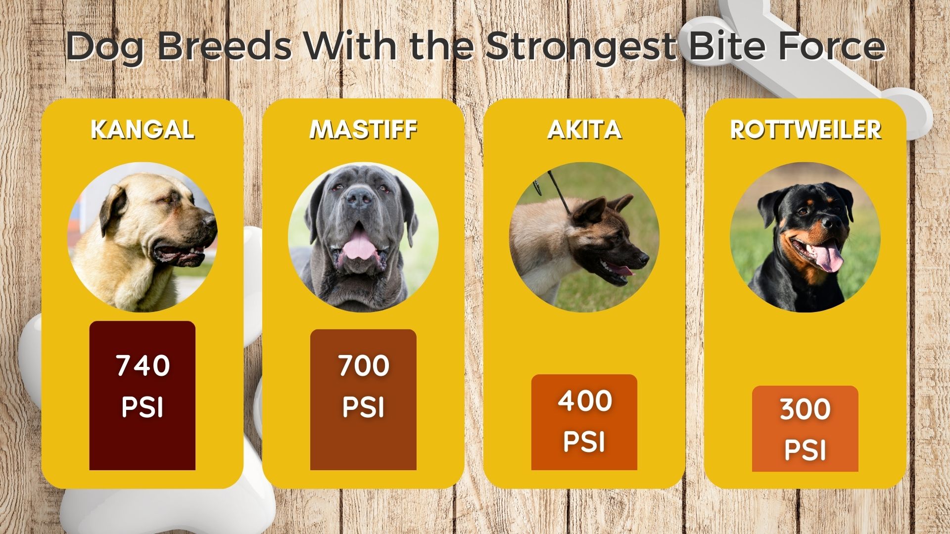 human bite strength psi