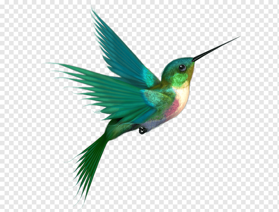 hummingbird png