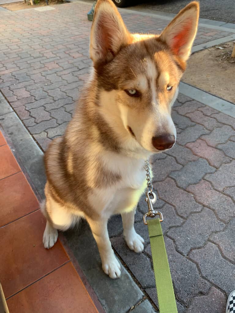 huskita