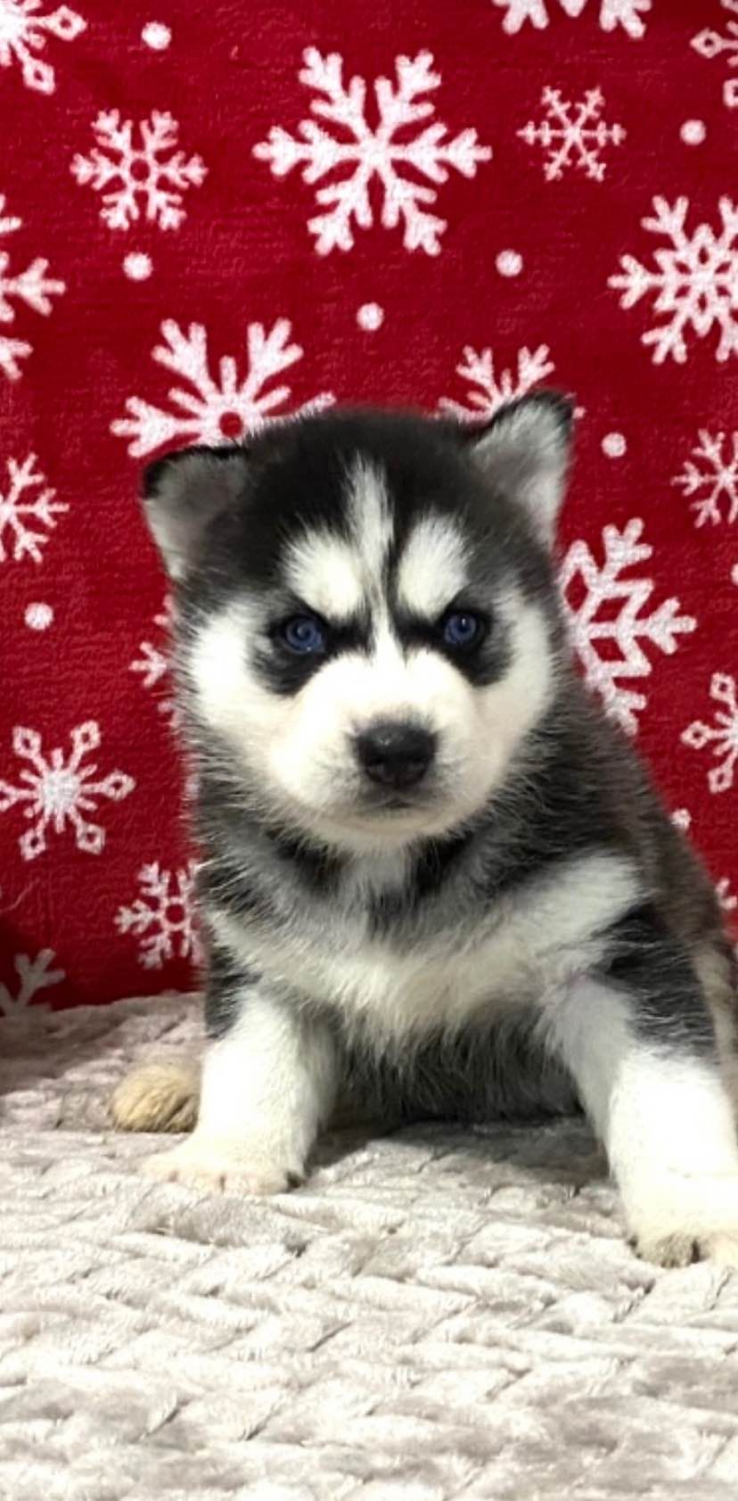 husky puppies for sale in houston