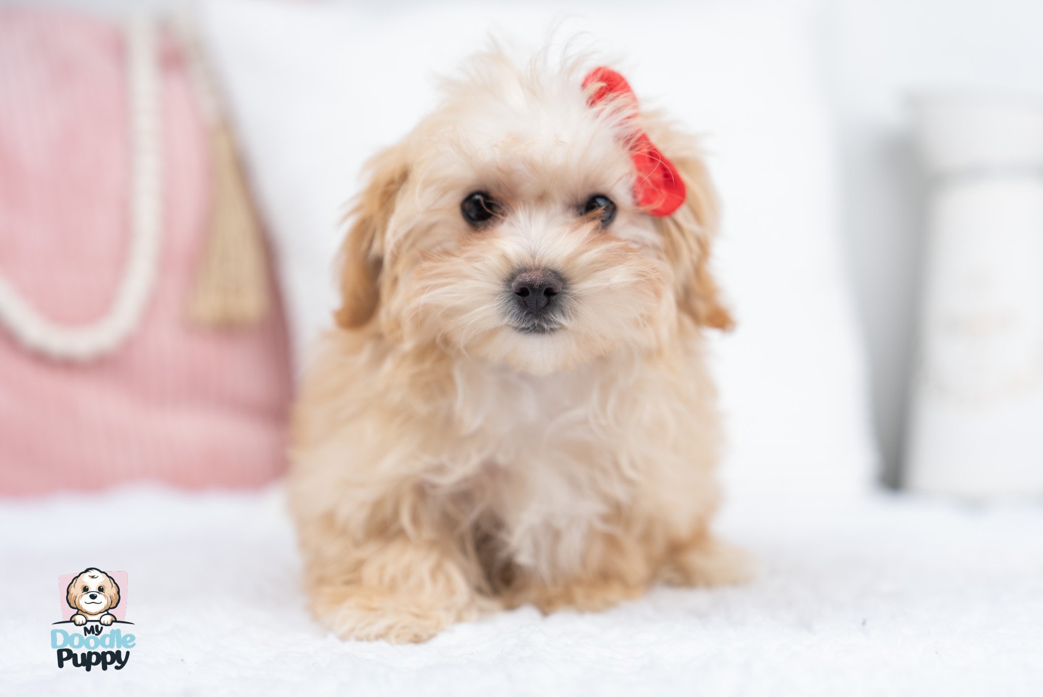 hypoallergenic cavapoo