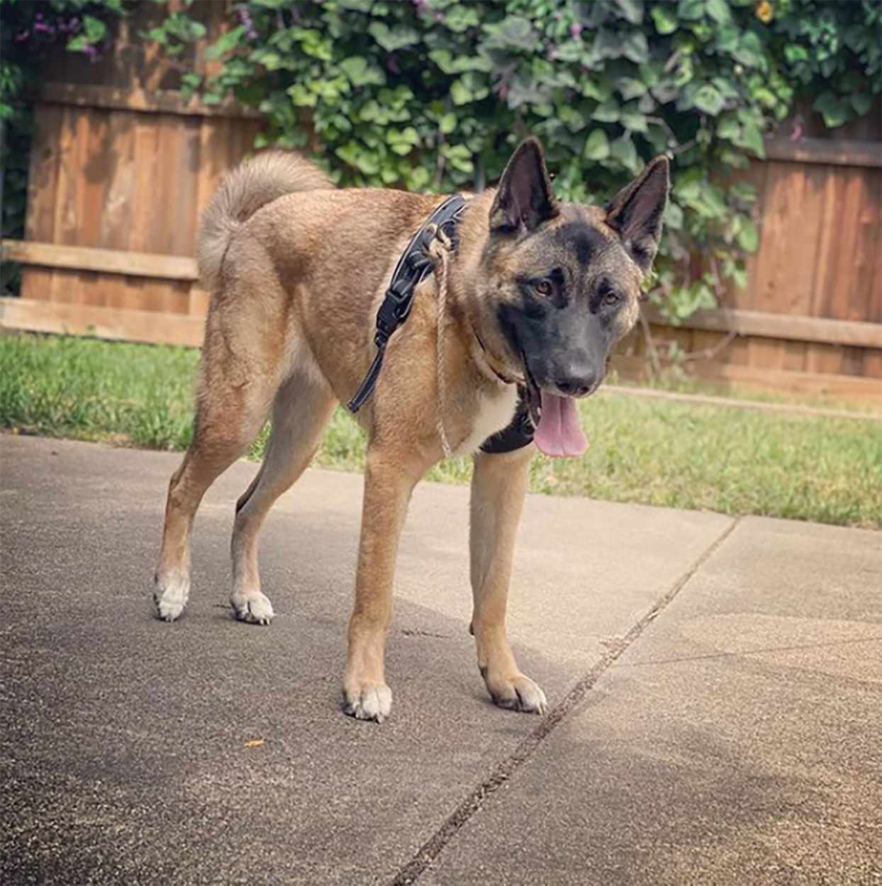 hypoallergenic german shepherd mix