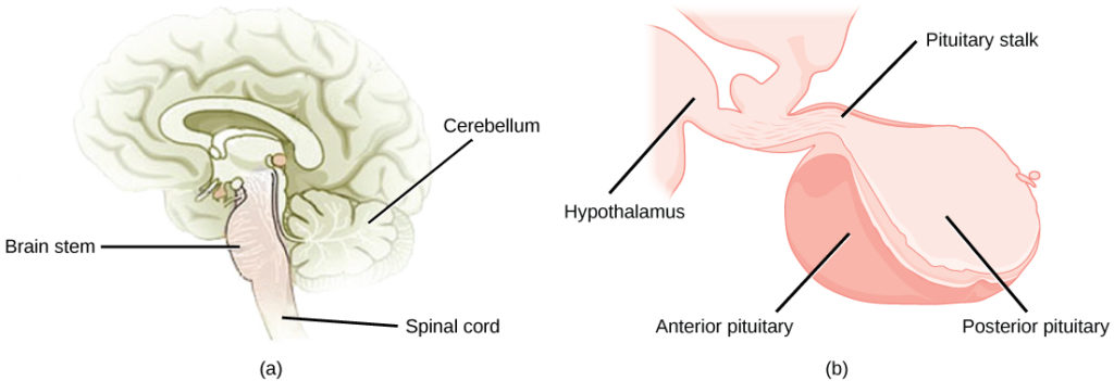 hypothalamic hypophyseal axis