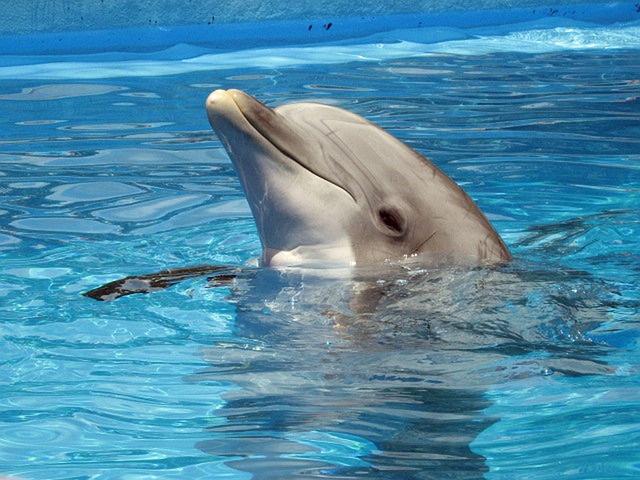 images dauphins gratuites