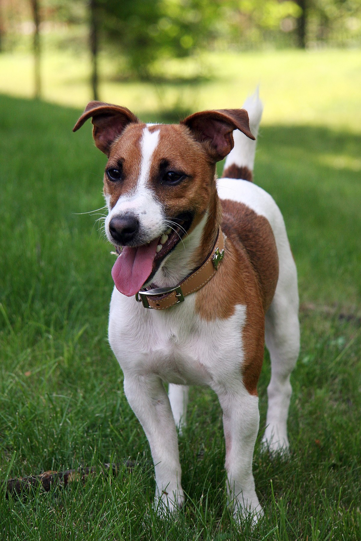 images jack russell terriers