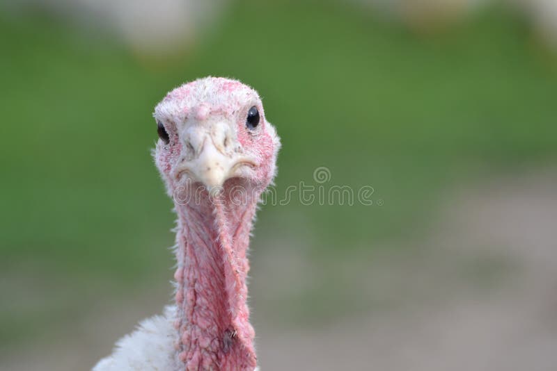 images of funny turkeys