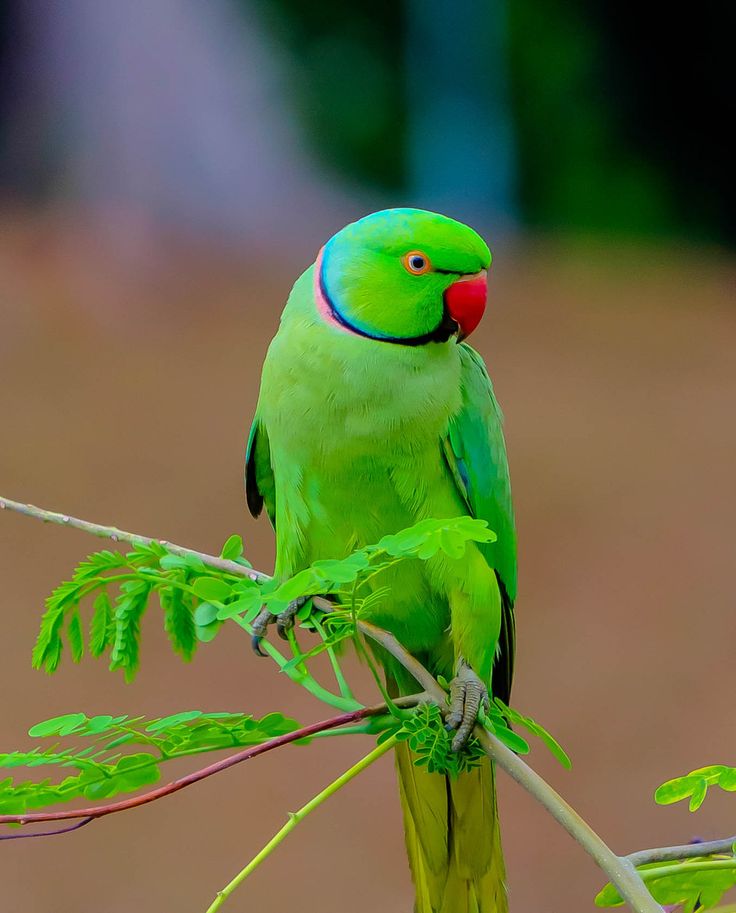 images of parrot bird