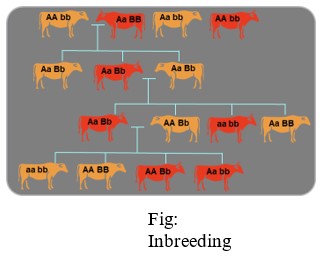 inbreeding depression can be overcome by