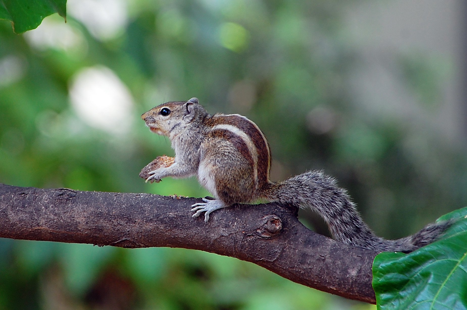 indian palm squirrel lifespan