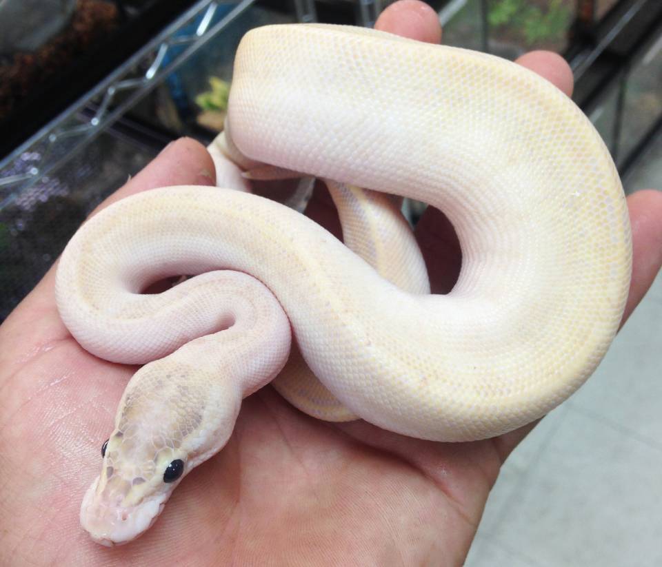 ivory ball python