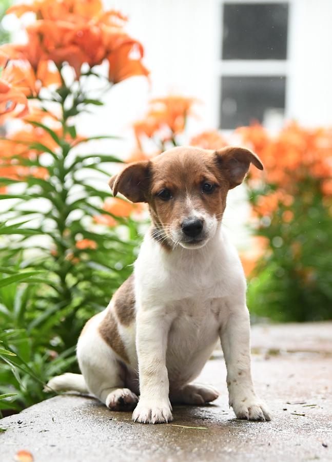 jack russell puppies for sale near me