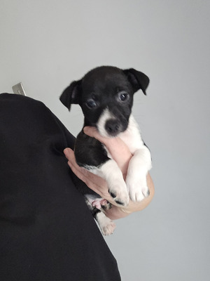 jack russell puppies for sale stoke on trent