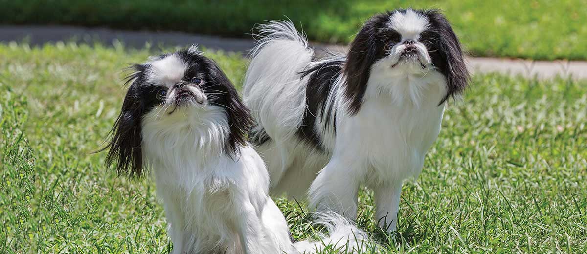 japanese chin dogs for sale