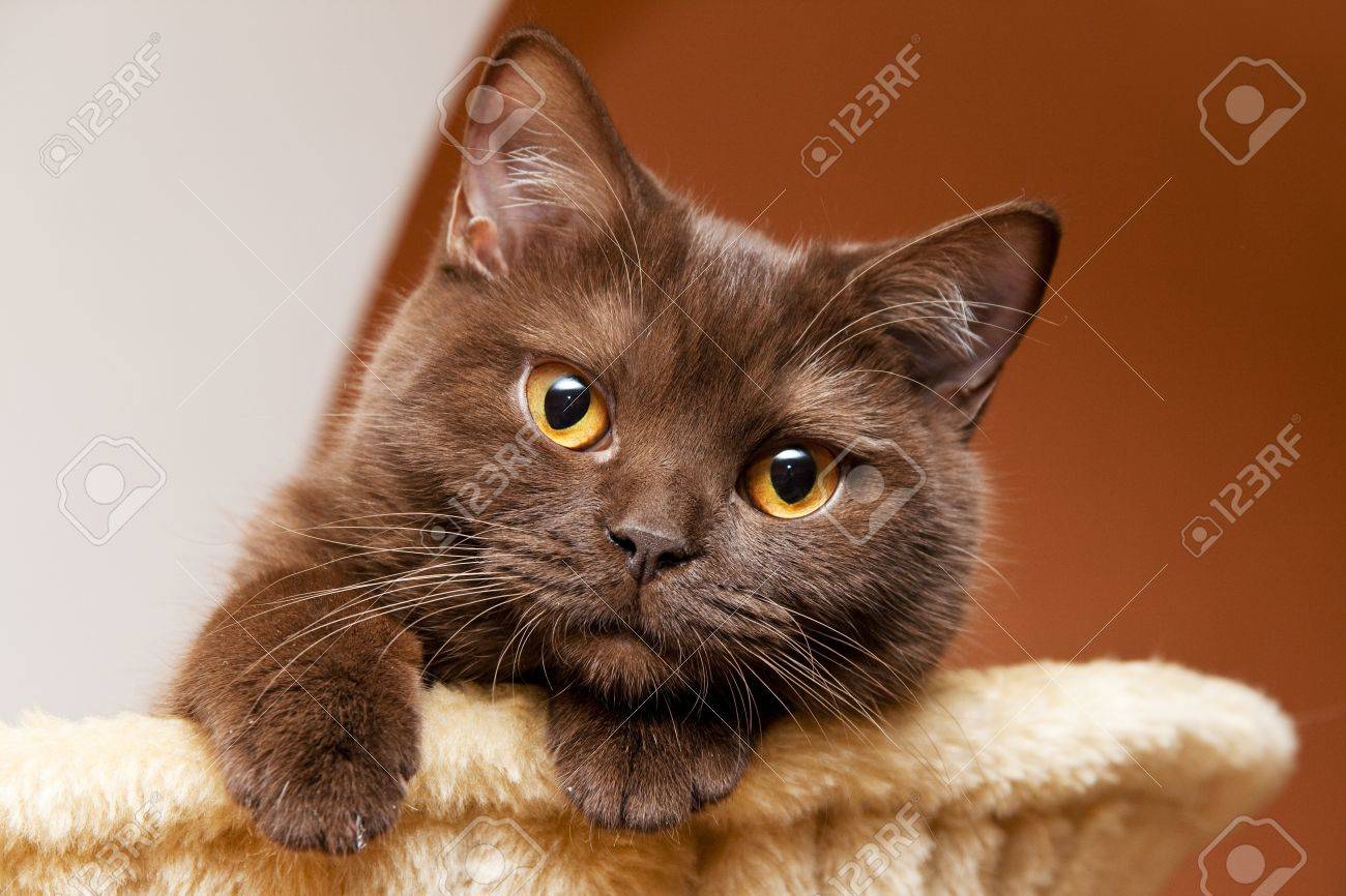 kahverengi british shorthair