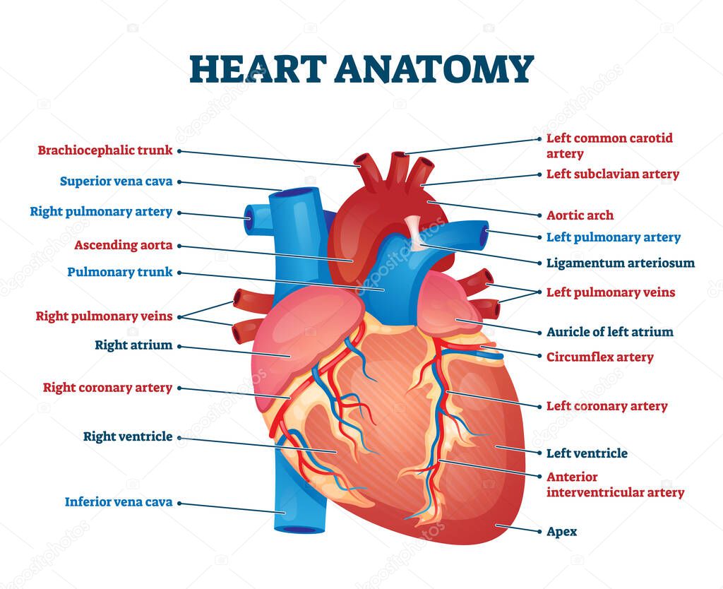 kalp anatomisi çizim