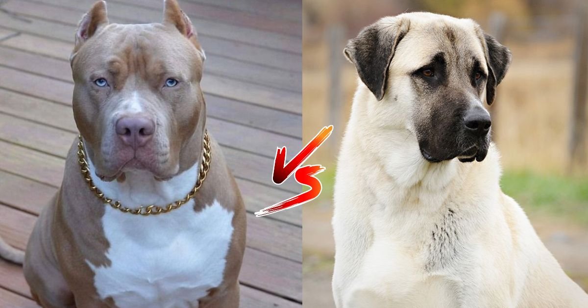 kangal dog vs pitbull