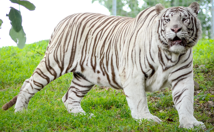 kenny the white tiger