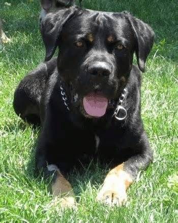 king corso rottweiler mix