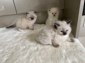 kittens for sale havant