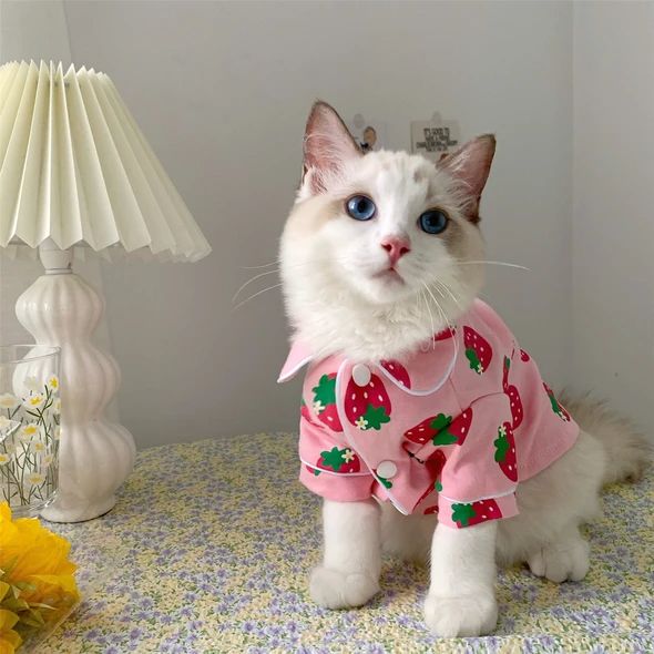 kittens with clothes