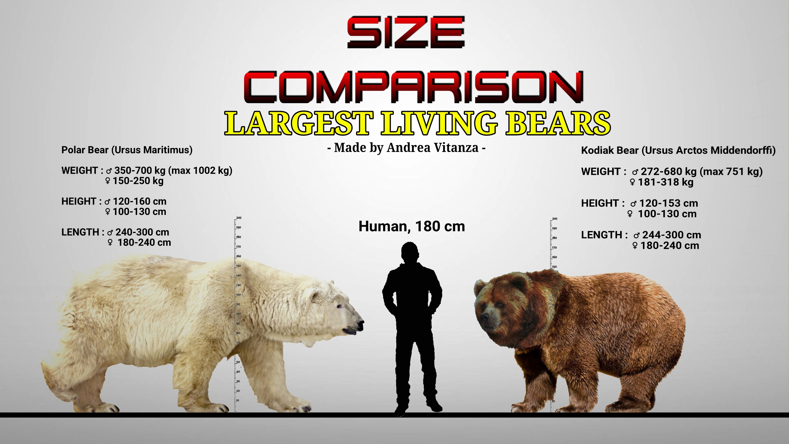 kodiak bear size comparison