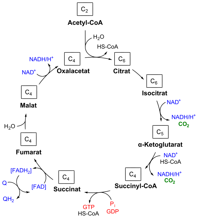 krebs cycle wiki